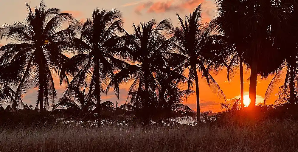 Golden sunset over palm trees and ocean in the Bahamas